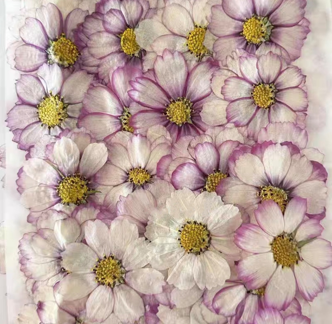 Resin Art Baby - ดอกคอสมอสแห้งอัด 60 ชิ้น สำหรับงานเรซิ่นอีพ็อกซี่ เครื่องประดับ โปสการ์ด
