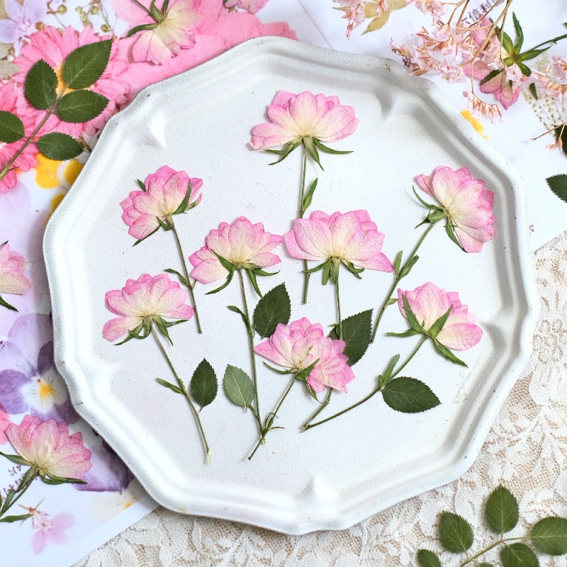 12 ชิ้น, ดอกไม้แห้งอัดแท้สำหรั - Resin Art Baby บทวิจารณ์และราคา